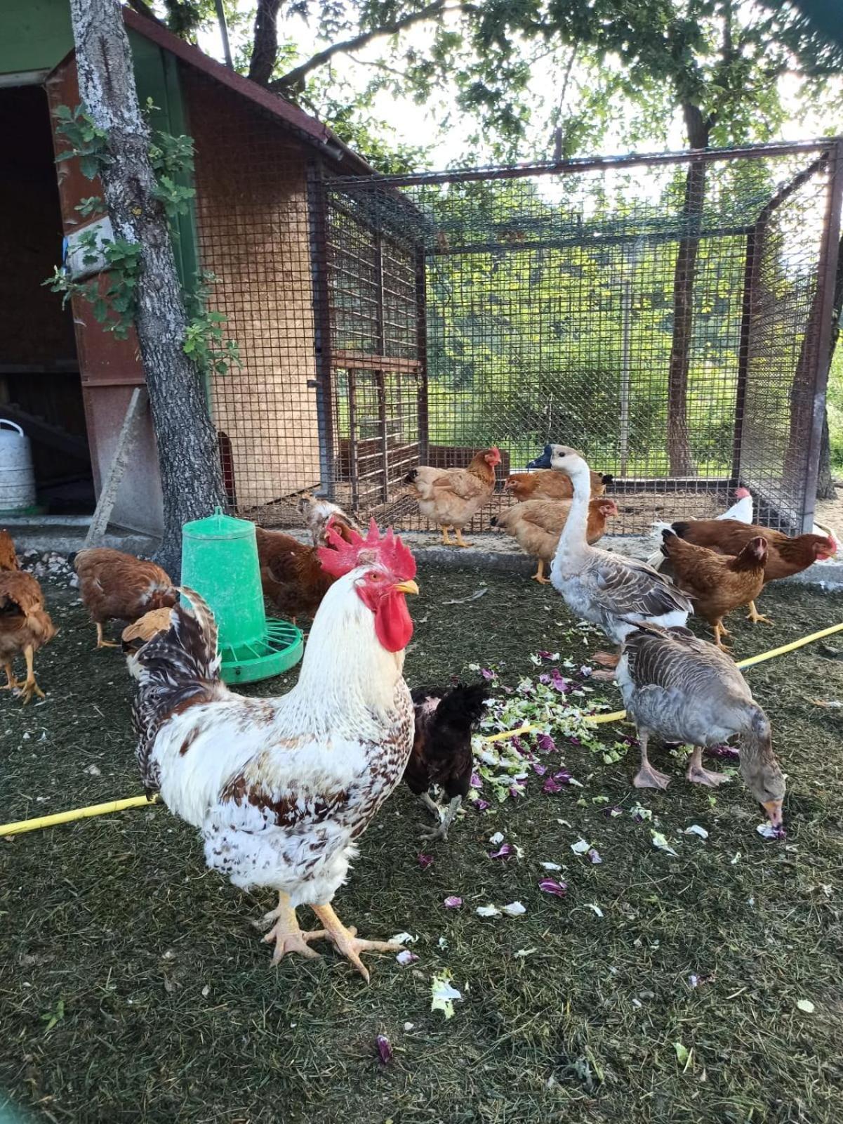 Ca' Gulino - Urbino - Villa Con Minipiscina In Borgo Antico Luaran gambar